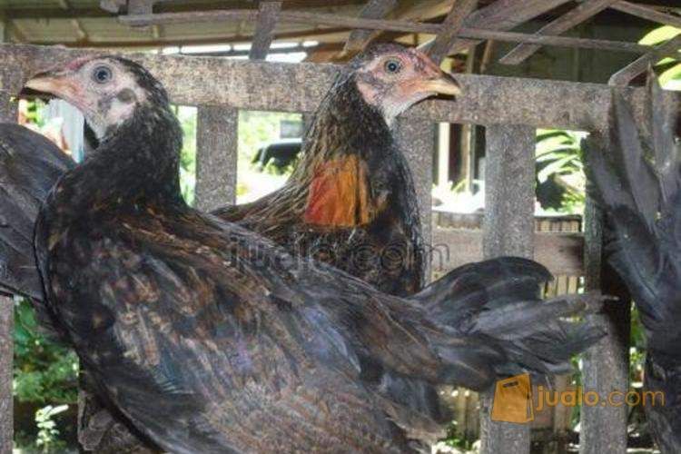 Brahmanda Game Farm Jual Ayam  Betet Import