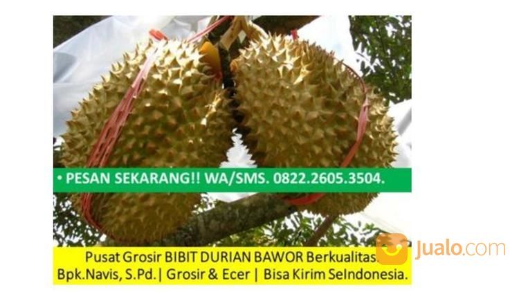 Download 51 Gambar Durian Bawor Keren Gratis