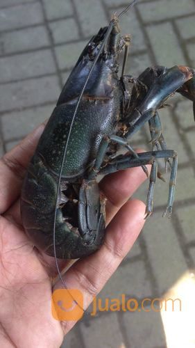  Budidaya  Lobster Air  Tawar  Sistem Kemitraan Kab 