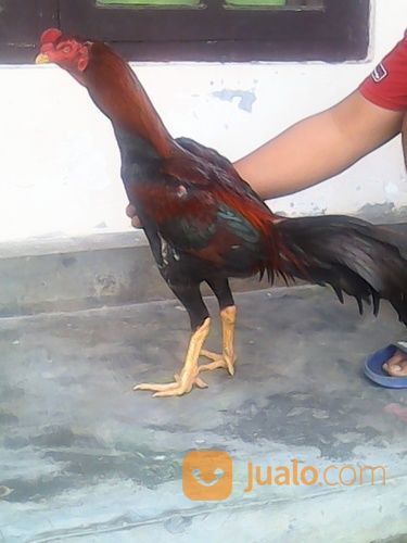 Ayam Bangkok X Birma Muda Istimewa