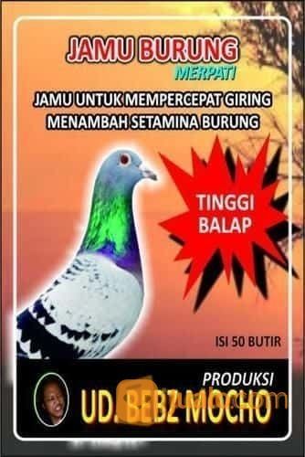 Jamu Merpati Balap Tinggi Kab Bogor Jualo