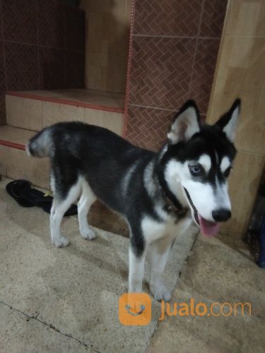 18+ Anjing siberian husky umur 5 bulan information