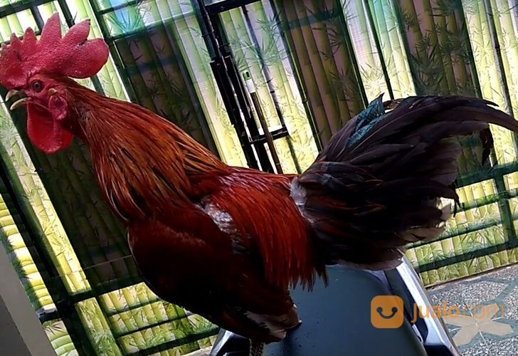 Ayam Ketawa Jantan Jakarta Timur Jualo