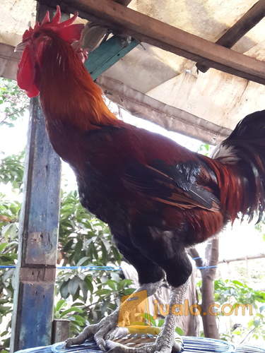 Ayam Pelung Jumbo Asli Cianjur Jakarta Barat Jualo