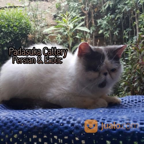 Persia Shorthair Pedigree Bandung Jualo