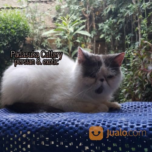 Persia Shorthair Pedigree Bandung Jualo