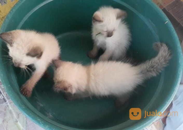 Anak Kucing Persia Murah Usia 2bln Sangat Lucu Dan Imut Lokadi Surabaya Jawa Timur