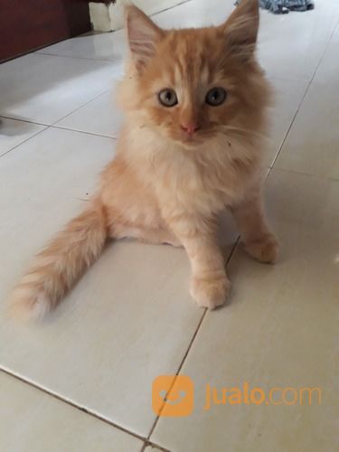 Anak Kucing Persia Lucu