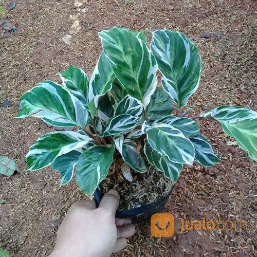 Terbaik Dari Harga  Tanaman Hias Calathea  Bunga  Hias