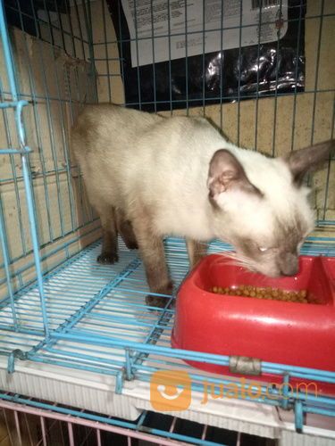 Kucing Siam Indukan Jakarta Selatan Jualo