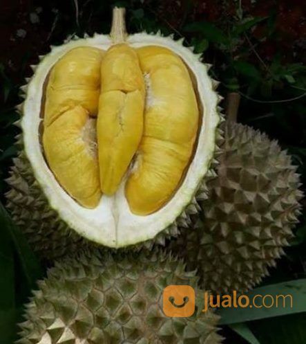 Unduh 61+ Gambar Durian Musang Terbaik Gratis HD