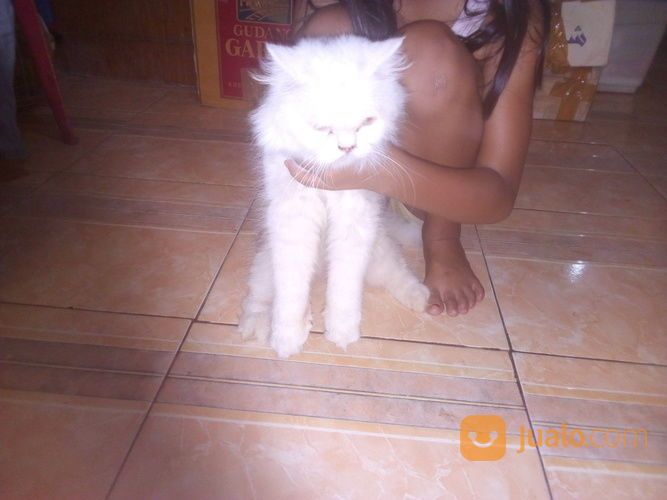 Kucing Persia Putih Umur 3thn Murmer Nama Chaca