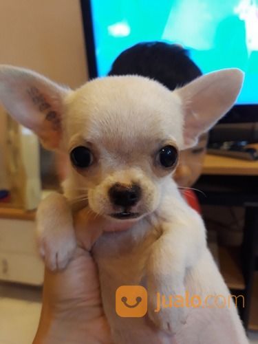 32+ Anjing chihuahua mini release