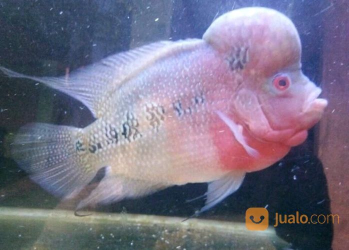 88+ Desain Aquarium Ikan Louhan Gratis