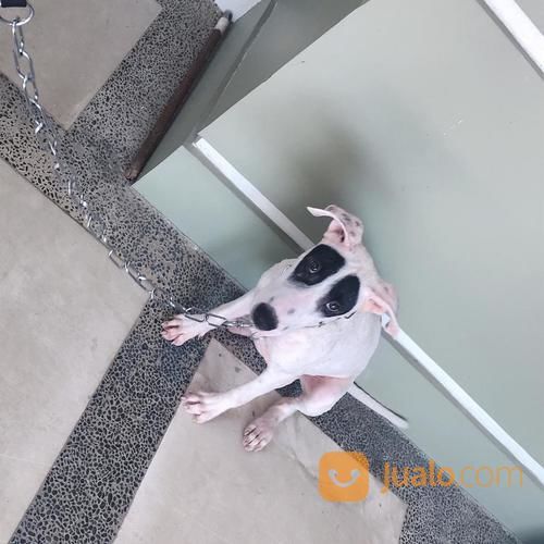 15++ Jual anjing bull terrier ideas