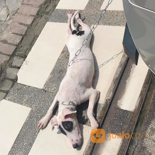 25++ Jual anjing bull terrier bandung ideas in 2021 