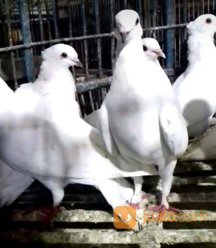  Burung Merpati Putih  Jakarta Selatan Jualo