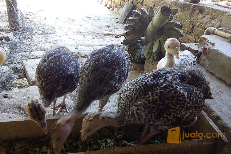 Ayam Kalkun Ternak Kab Sragen Jualo