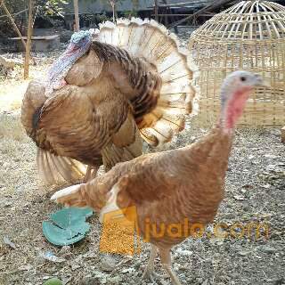 Jual Ayam Kalkun Bourbon Red Kab Sleman Jualo