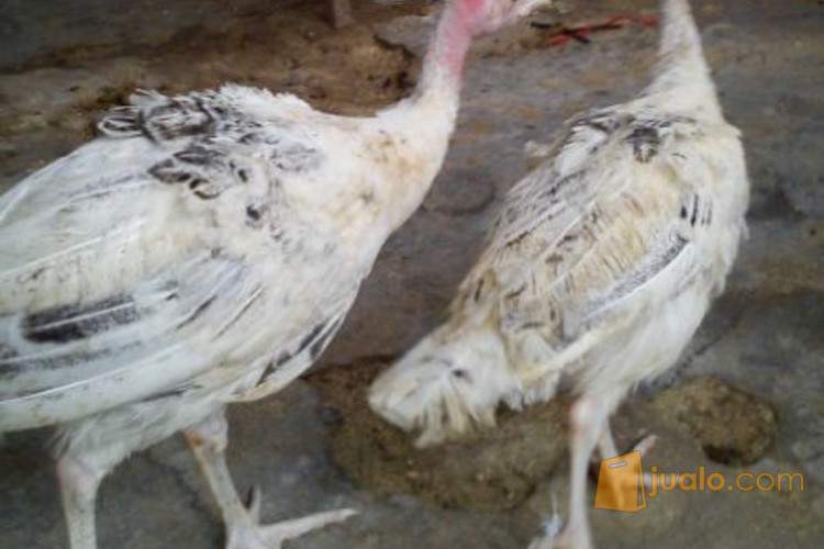 Jual Ayam Kalkun Golden Palm Kab Sleman Jualo