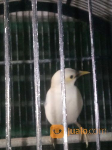 10+ Burung jalak putih gacor terupdate