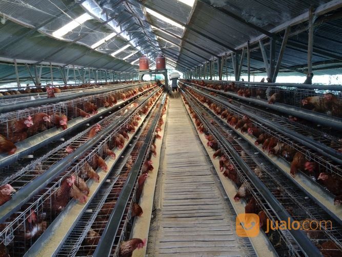  Kandang  Ayam  Petelur  Include Semua Karangploso Malang 