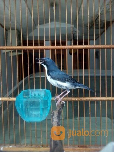 36+ Harga burung sikatan biru terbaru