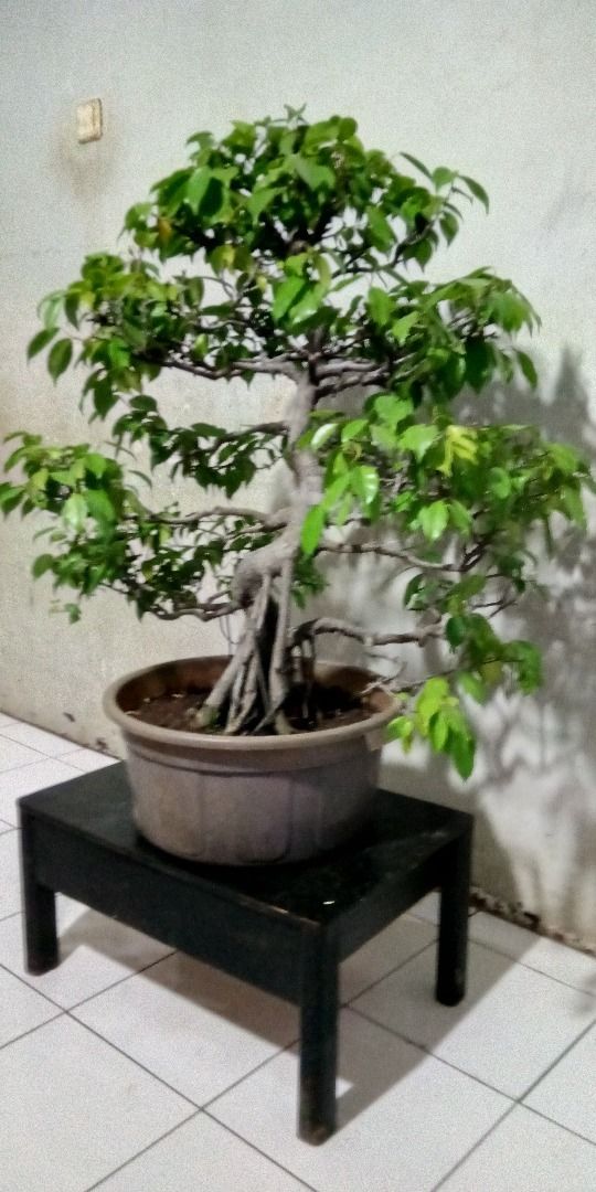  Bonsai Beringin Lokal  Contoh Bonsai 