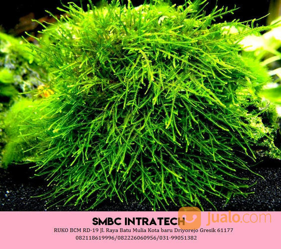 082226060956 Suppliyer Spiky Moss Untuk Aquascape Terbagus Harga