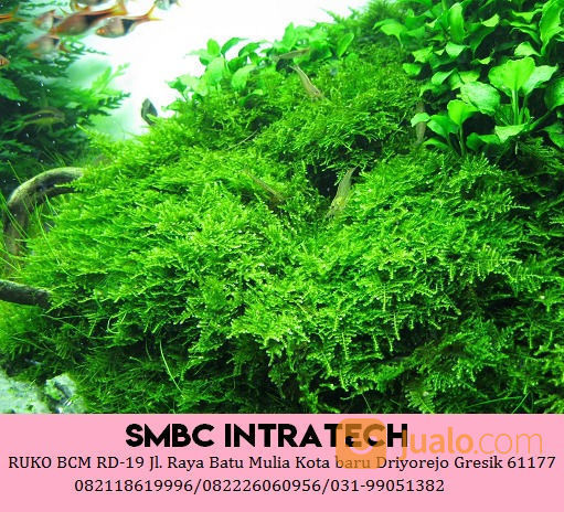 082226060956 Vendor Christmas Moss Untuk Aquascape Kualitas