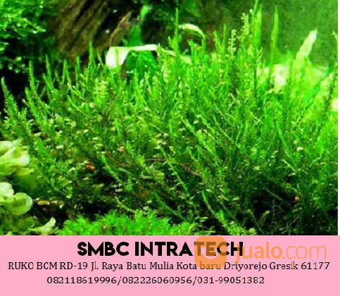 082226060956 Distributor Erect Moss Untuk Aquascape Kualitas