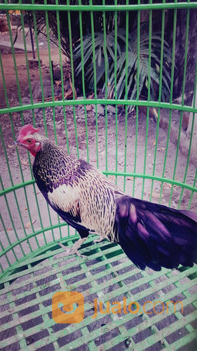 Ayam Bekisar Hijau Widu Ganteng Mulus Kokok Bagus Kab Jombang