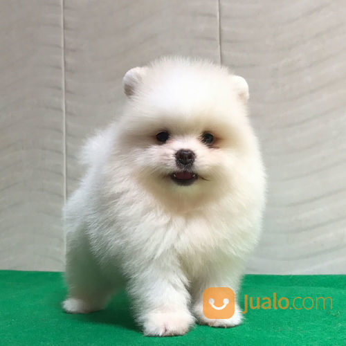 27++ Harga anjing mini pom asli new