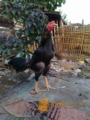 Ayam Bangkok Si Beton