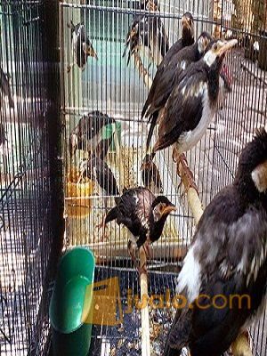 18+ Harga burung jalak suren jawa terupdate