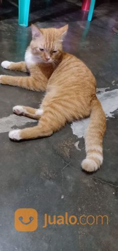 Perbedaan 4 Jenis Kucing Persia Yang Bagus Dan Cara Merawat