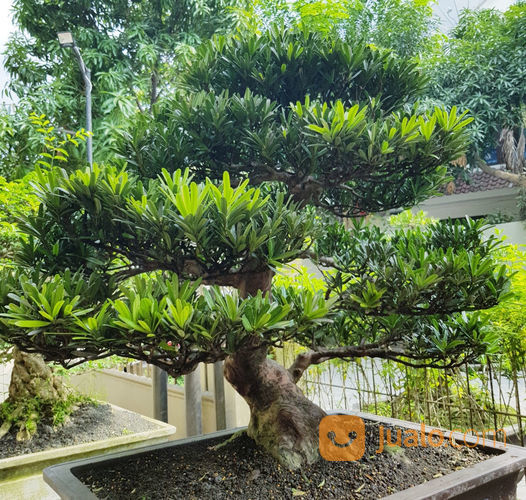 Bonsai Taman Contoh Bonsai