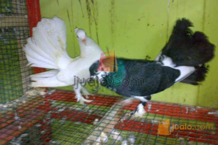 Burung Dara Merpati Hias Kipas Persi Fantail Induk Kab