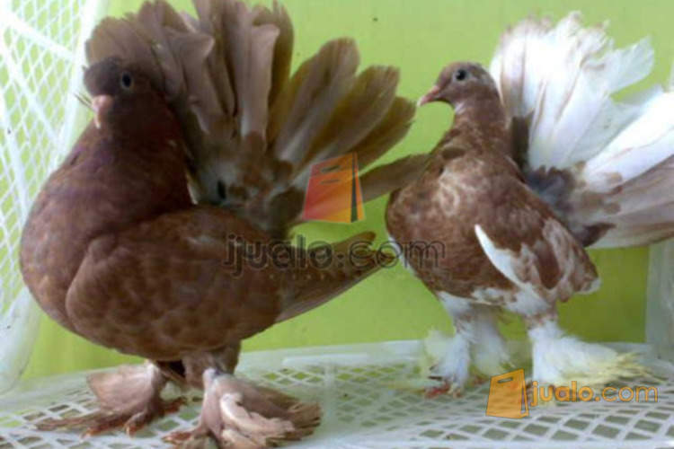 Burung Dara Merpati Hias Kipas Persi Fantail Anakan Simbar S O L D