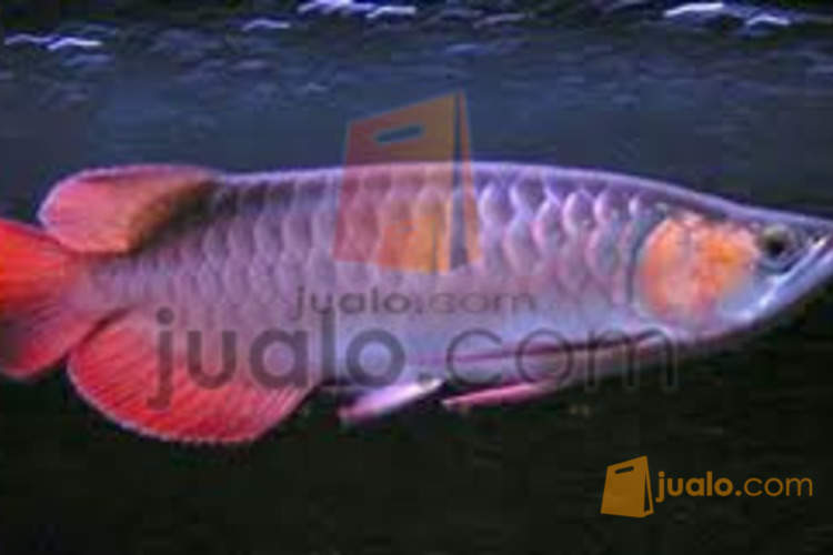 Supplier Ikan Hias Air Tawar Jakarta Jualo