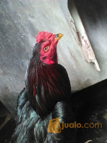 Ayam Birma Matai Ori Surabaya Jualo