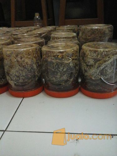 Bibit Kroto Super Kering Pasarkemis Jualo