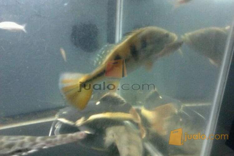 Jual Ikan Predator Aligator Lungfish Rtc Malang Kota Malang Jualo