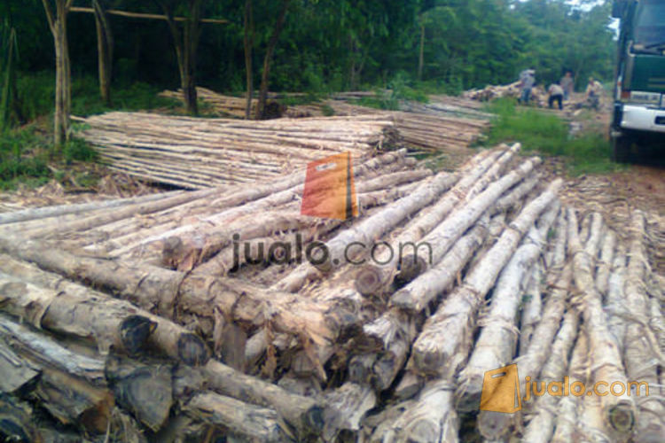  Kayu gelam kayu dolken kayu cerucuk palembang Palembang 