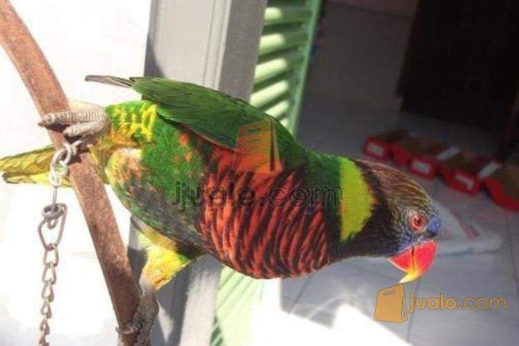  Cari  Burung Nuri Daerah Surabaya  Surabaya  Jualo
