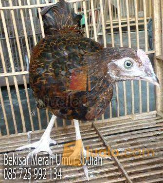 Jual Ayam  Bekisar merah bekisar wido ayam  Hutan  Jantan 