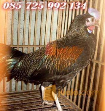 Jual Ayam Hutan Hijau Jantan Ayam Alas Umur 1 Tahun Yogyakarta