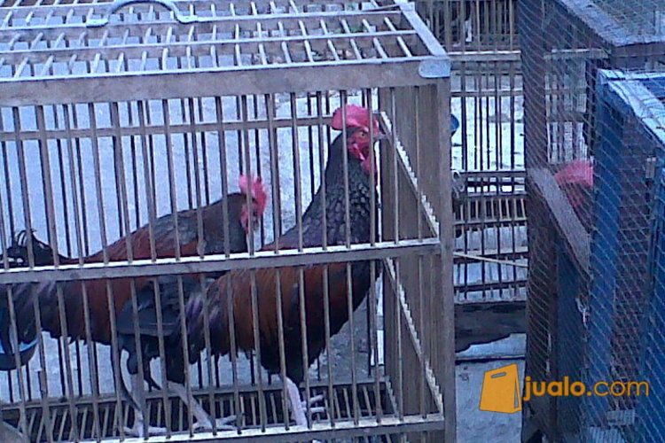 Ayam Bekisar Pilihan Jakarta Selatan Jualo