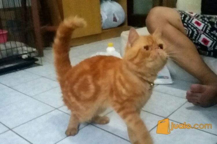 Kucing Exotic Garfield Asli Surabaya Jualo