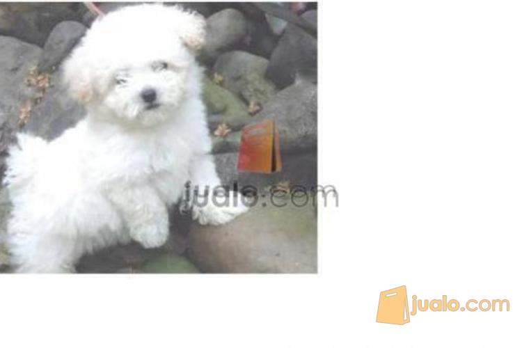 13+ Anjing poodle mini update